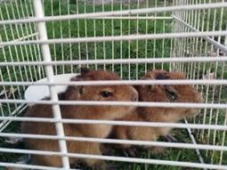 rescatan carpinchos cerca de rosario, en casa que vendia milanesas de capibara