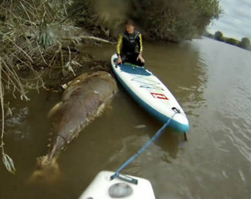 Encontraron un misterioso atún gigante