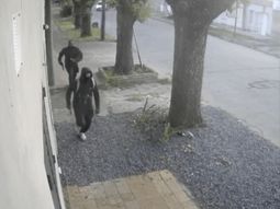 capturan a policia acusado de irrumpir en una casa y huir tras ser descubierto capturan a policia acusado de irrumpir en una casa y huir tras ser descubierto