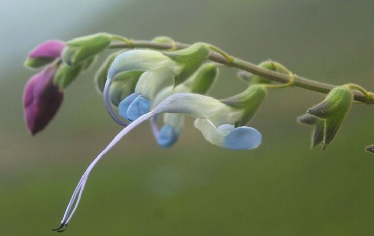 La flor celeste y blanca peruana que disparó como homenaje el nombre científico de Messi. La flor celeste y blanca peruana que disparó como homenaje el nombre científico de Messi.