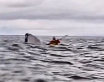 Un joven en kayak fue tragado por una ballena en el Estrecho de Magallanes