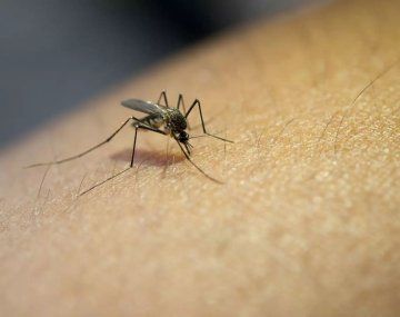 Alerta por aumento de casos de fiebre amarilla en América Latina: quiénes deben vacunarse
