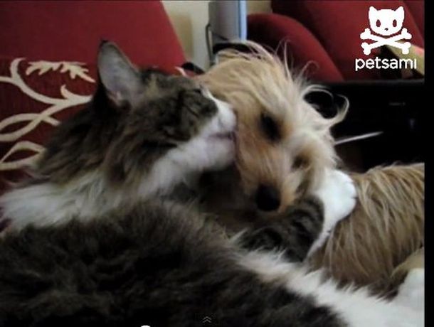 Un perro y un gato que demuestran su amor a los besos