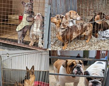 Clausuraron un criadero ilegal en Villa Urquiza y rescatan a 13 perros y un loro silvestre