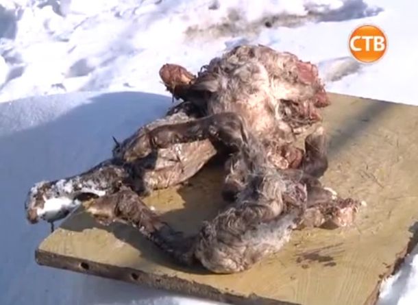 Nace un cordero mutante de ocho patas y tres ojos