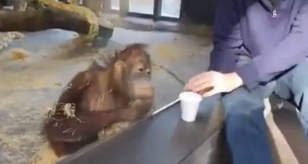 VIDEO: Mirá la reacción de un orangután después de un truco de magia