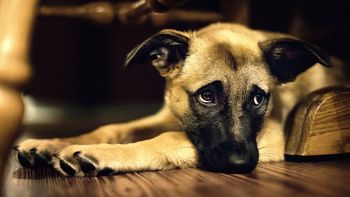 ¿los perros distinguen emociones? ¿los perros distinguen emociones?