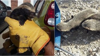 aparecieron tres hurones en el patio de una casa en chubut: asi los rescataron aparecieron tres hurones en el patio de una casa en chubut: asi los rescataron