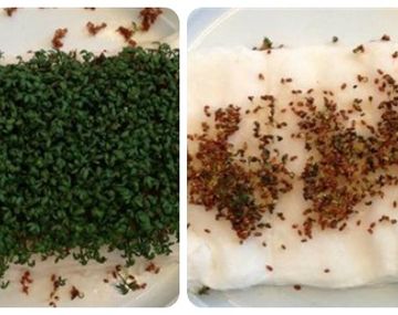 La señal WiFi afecta el crecimiento de las plantas