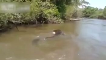 visitantes hallan gran anaconda en el rio
