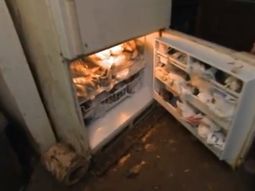 Terry no puede separarse de sus gatos Terry no puede separarse de sus gatos