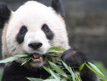 Canad&aacute;: los pandas comen por d&iacute;a hasta 40 kilos de bamb&uacute; fresco proveniente de China