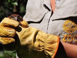 el zoologico porteno liberara el domingo a seis aves rapaces el zoologico porteno liberara el domingo a seis aves rapaces