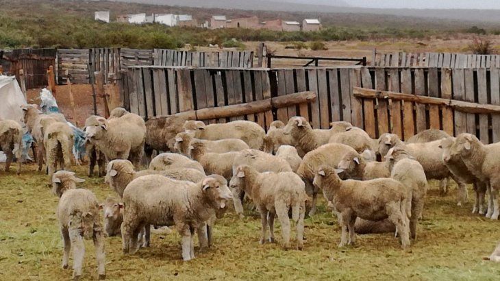 Diputados avanzan con el tratamiento de la Ley Ovina