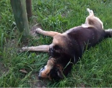 Denuncian envenenamiento de perros en Luján: ya murieron 5 animales