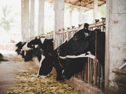 Con la sequía se perderán 61 millones de litros de leche. Con la sequía se perderán 61 millones de litros de leche.