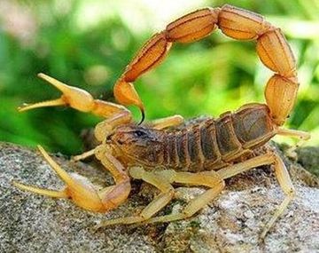 Niño fue picado por un escorpión y está grave