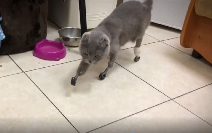 Le reemplazaron las cuatro patas con prótesis 3D a una gata