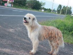 El perro se perdió hace cuatro años
