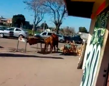 VIDEO: Un toro se escapó del matadero y atacó a la empleada de una parrilla