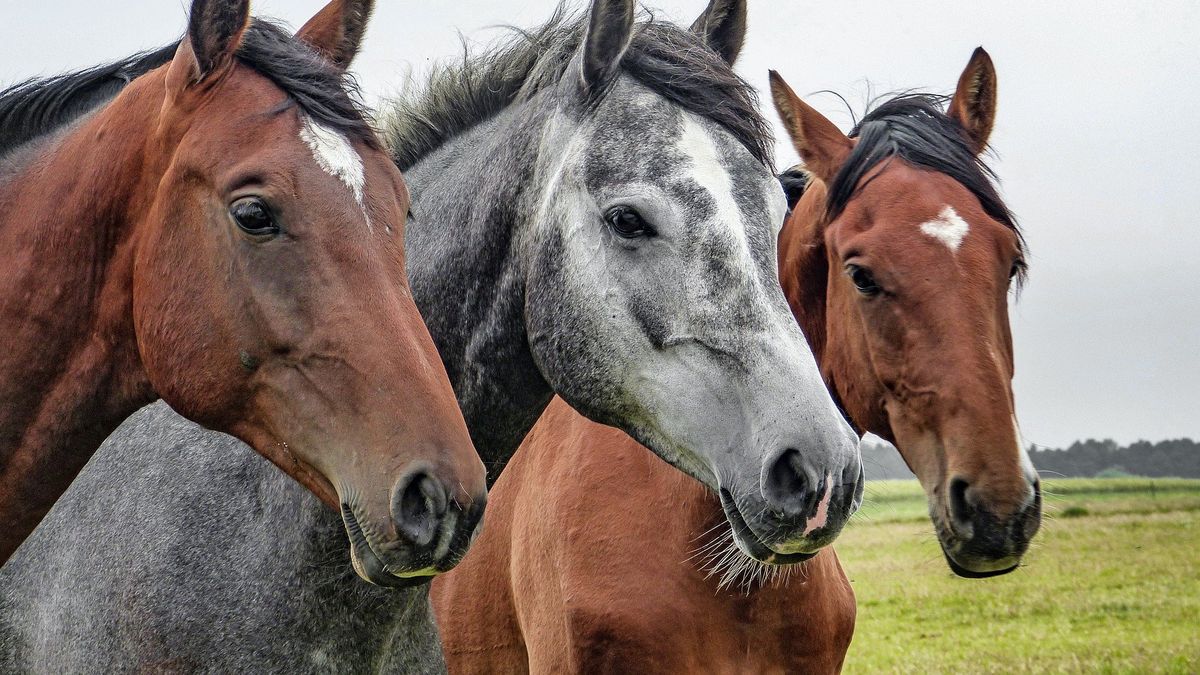 Mar del Plata: they condemned the sale of horse meat – Minutouno