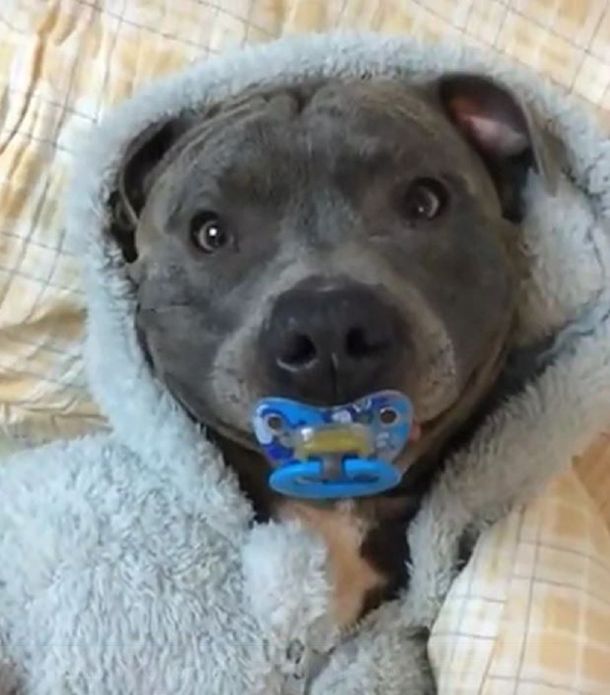 Pura ternura: perro sonríe cuando le dan un chupete