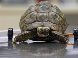 tortuga silla de ruedas