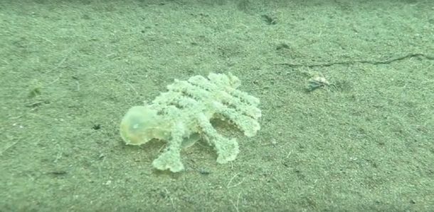 Misteriosa criatura en el océano