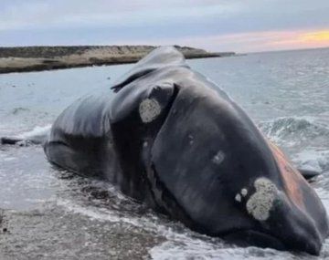 Aumenta la preocupación en Puerto Madryn por la aparición de más ballenas muertas&nbsp;