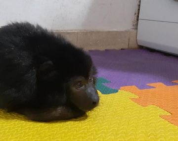 El mono Coco fue liberado y será trasladado a un centro especializado