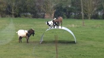 un grupo de cabras causa furor en la web con sus juegos