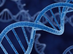 ¿los humanos compartimos genes con nuestros amigos? ¿los humanos compartimos genes con nuestros amigos?