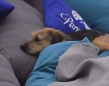 GH Chile: maltrataron al perro de la casa y el video generó revuelo