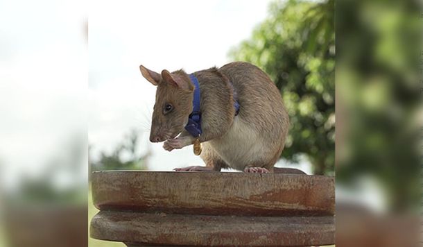 Condecoraron a una rata por su labor encontrando minas terrestres y otros dispositivos peligrosos en Camboya