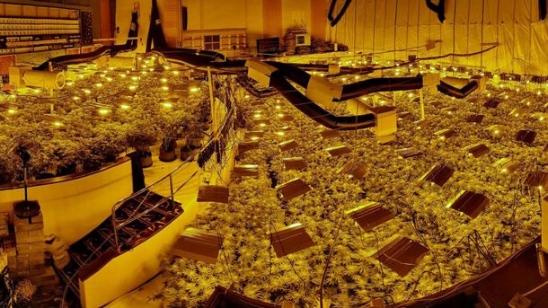 Golpe de suerte: encontraron una plantación de marihuana en un bingo abandonado