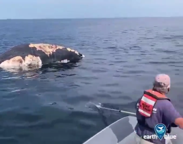 VIDEO: El momento en que unos tiburones se comen una ballena
