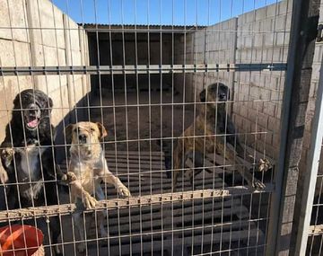 Perros alojados en Chivilcotas - Crédito: Chivilcotas