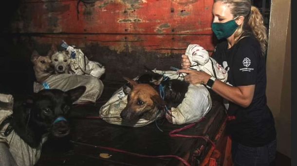 Rescataron a 53 perros maltratados que iban a matar para vender su carne