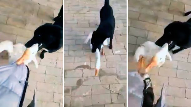 Un perro defendió a su dueño del ataque de un ganso