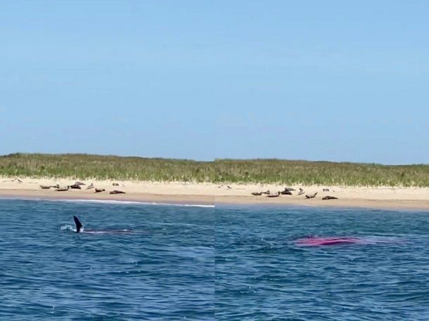 Impresionante: tiburón se come una foca en una playa popular de Estados Unidos