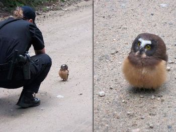 Pichón de lechuza le hizo frente a la Policía