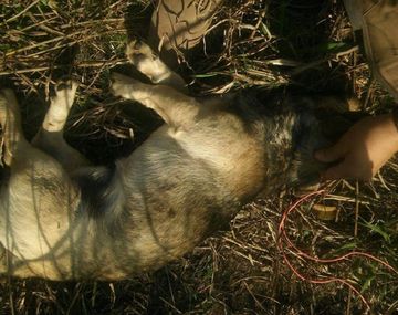 Así fue rescatado el animal atacado cobardemente