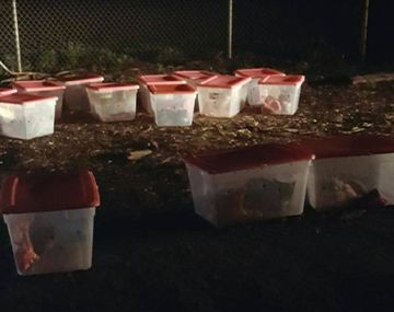 Los gatitos estaban encerrados en cajas