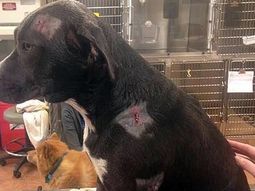 recibio balazos por proteger a su dueno recibio balazos por proteger a su dueno