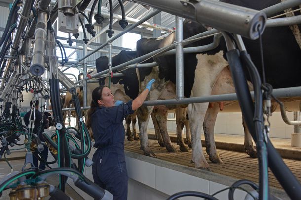 El sector lechero reclama una mejora en la caminería rural.&nbsp;
