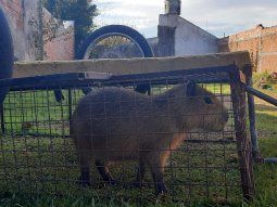 Detuvieron a un joven por robar un carpincho en una reserva natural