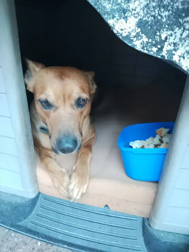 Juan eligió a su perro y murió de frío en Mendoza: una historia de amor y lealtad. Foto: gentileza diario Los Andes.