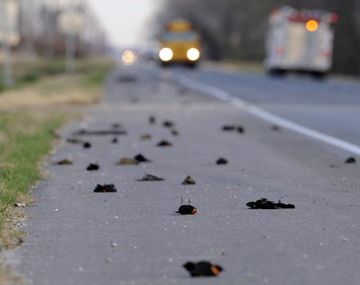 Pajaros muertos
