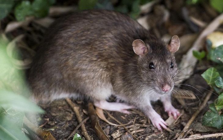 Hantavirus: cómo se contagia y cuáles son los síntomas de la enfermedad