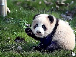 Peanut, el panda bebé que dio sus primeros pasos